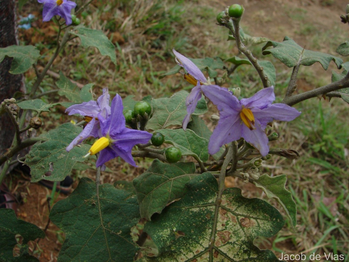 Solanum violaceum Ortega